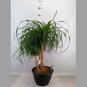 Beaucarnea recurvata
