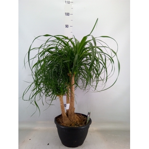 Beaucarnea recurvata