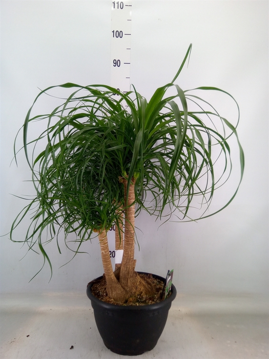 <h4>Beaucarnea recurvata</h4>