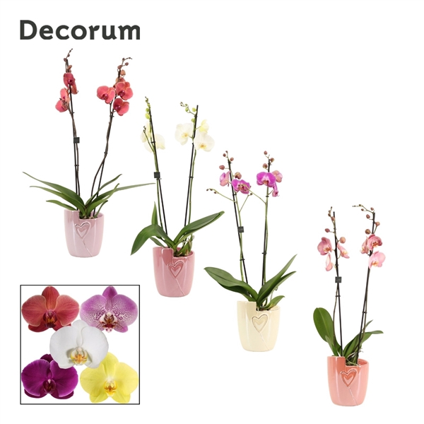 Phalaenopsis gemengd