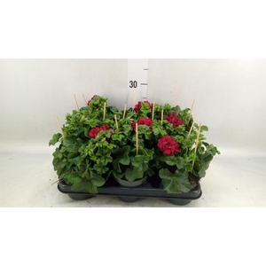 Pelargonium pelt.   ...