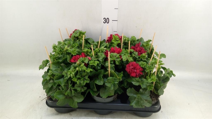 <h4>Pelargonium pelt.   ...</h4>