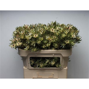 Leucad Ayoba Star Pearl Spray