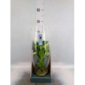 Anthurium  'Karma White'