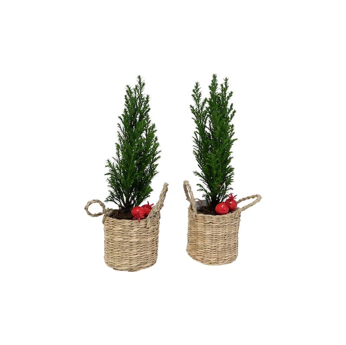 <h4>CHAMAECYPARIS LAWSONIANA p6</h4>