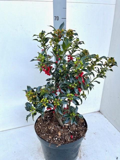 <h4>ILEX AQ ALASKA</h4>