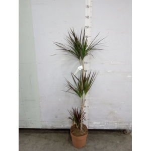 Dracaena marg. 'Magenta'