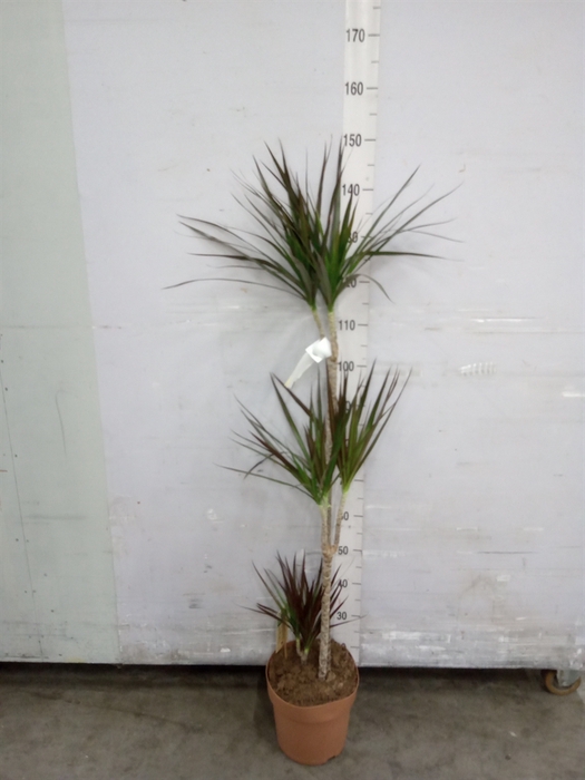 <h4>Dracaena marg. 'Magenta'</h4>