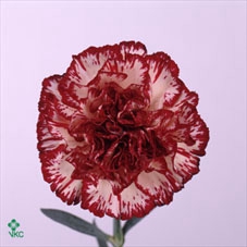 Rosa spray gentle trendsetter