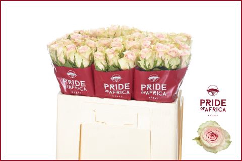 <h4>R GR PINK ATHENA</h4>