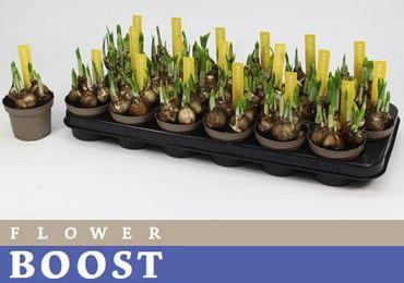 <h4>NARC O TETE A TETE</h4>