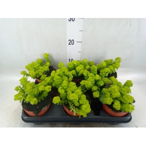 Lysimachia   ...