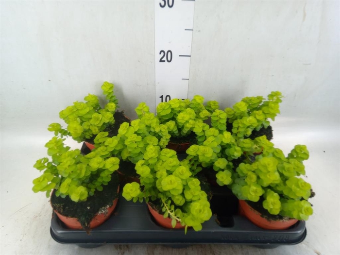 <h4>Lysimachia   ...</h4>