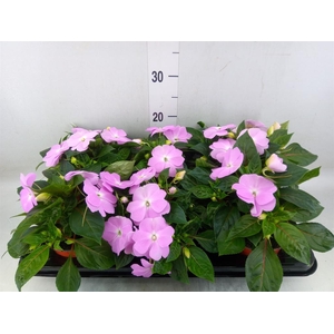 Impatiens NG 'ColPow Lavender'