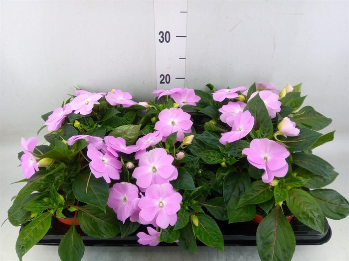 <h4>Impatiens NG 'ColPow Lavender'</h4>