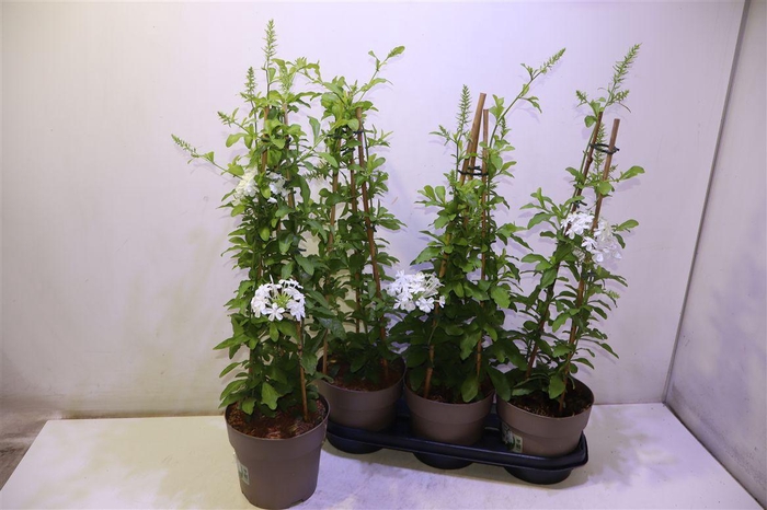 <h4>arr8 Plumbago Auriculata</h4>