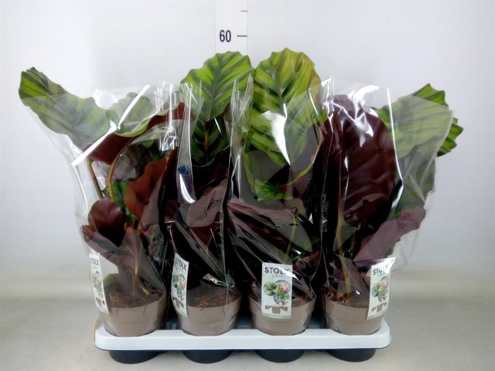 <h4>Calathea fasciata</h4>