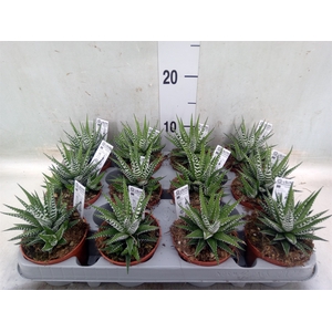 Haworthia fasciala 'Big Band'