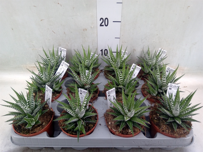 <h4>Haworthia fasciala 'Big Band'</h4>