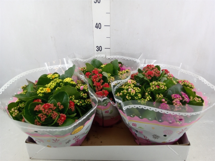 <h4>Kalanchoe blos.   ..rosebud mix/pot</h4>