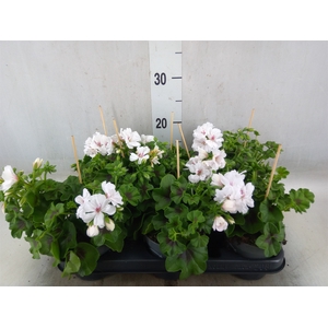 Pelargonium pelt.   ...