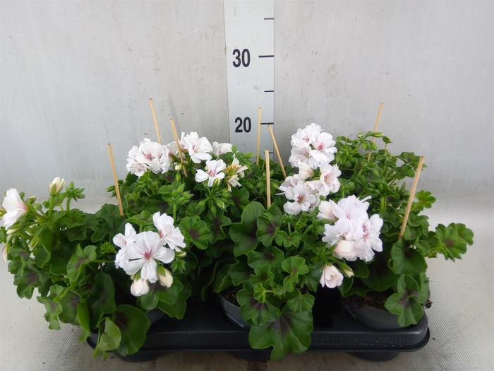 <h4>Pelargonium pelt.   ...</h4>