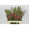 Antirrhinum Potomac Dark Orange