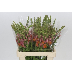 Antirrhinum Potomac Dark Orange