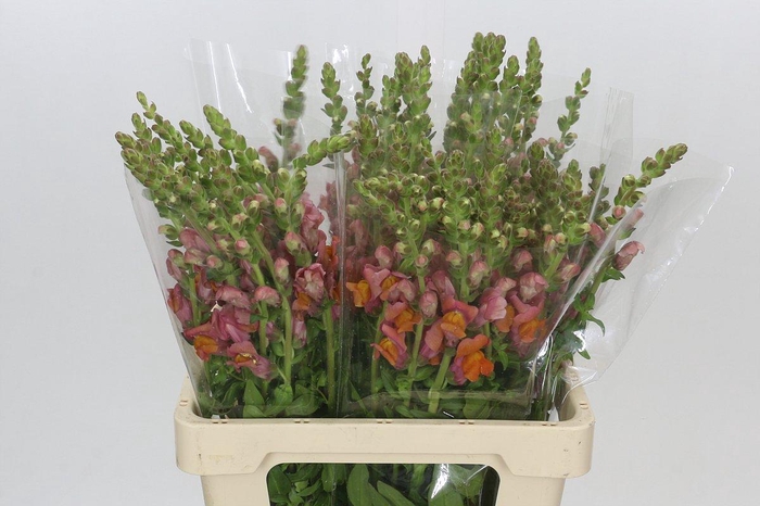 <h4>Antirrhinum Potomac Dark Orange</h4>