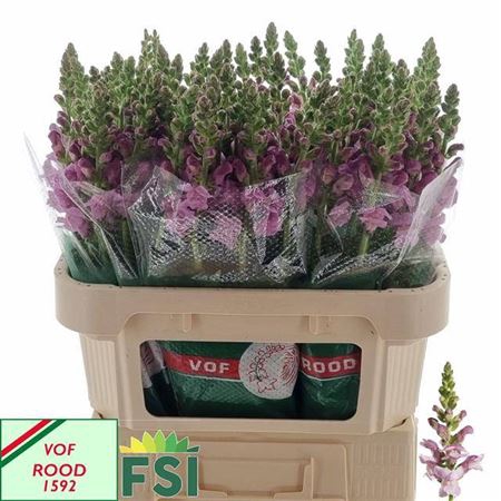 <h4>Antir Maryland Lavender</h4>
