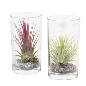 ARR TILLANDSIA