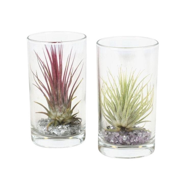 <h4>ARR TILLANDSIA</h4>