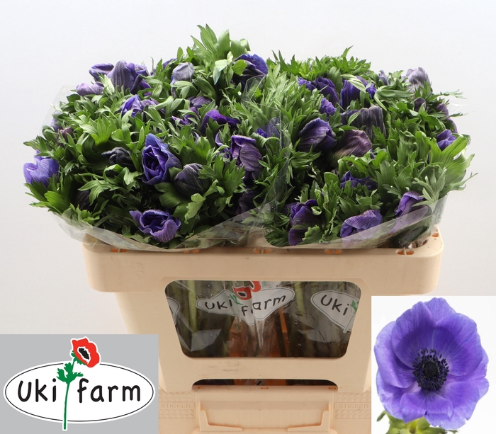 <h4>Anem Co Galil Blauw</h4>