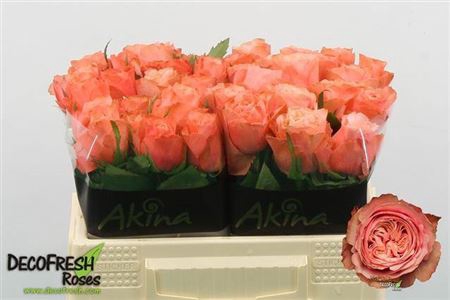 <h4>R GR KAHALA-BB</h4>