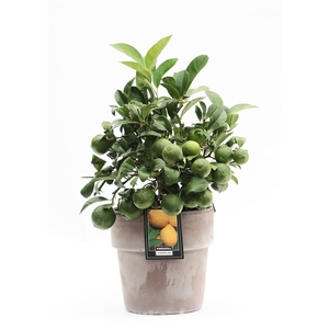 Lemon in Verona pot