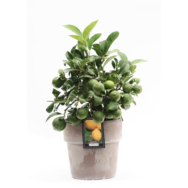 <h4>Lemon in Verona pot</h4>