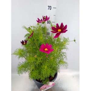 Cosmos bipinnatus
