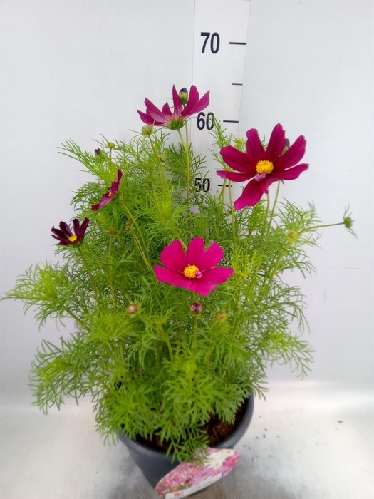 <h4>Cosmos bipinnatus</h4>