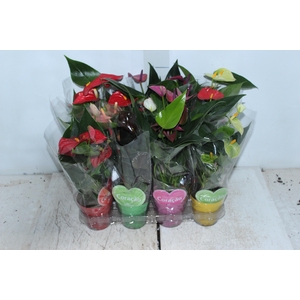 ANTHURIUM VARIADO P09