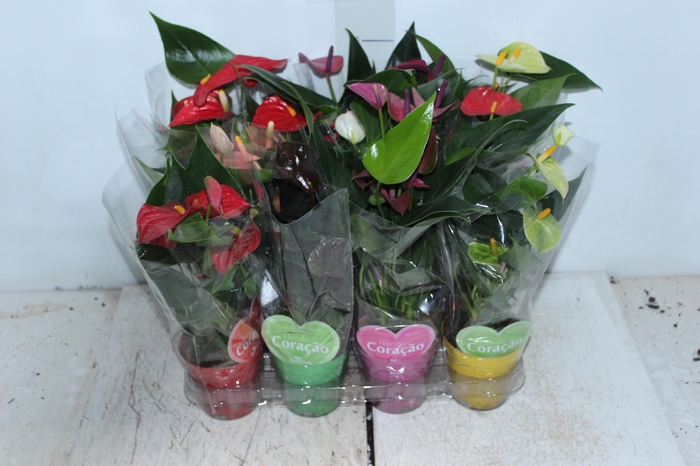 ANTHURIUM VARIADO P09