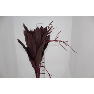 FLOR DE DRACENA FLOR DE DRACENA VINHO