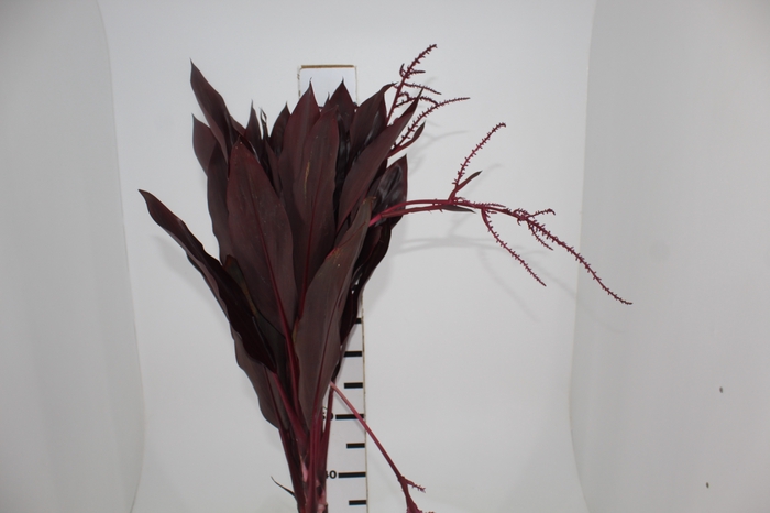 <h4>FLOR DE DRACENA FLOR DE DRACENA VINHO</h4>