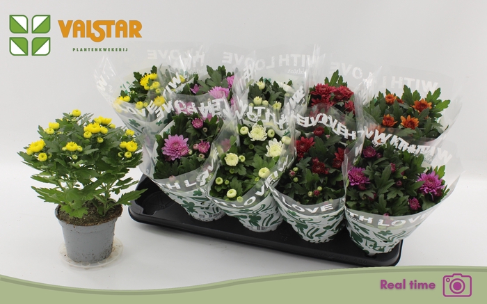 <h4>CHRYS GEM 6 KL</h4>