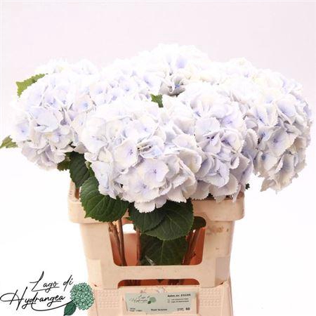 <h4>Hydr M Roy Surprise 60cm</h4>