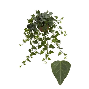 Hedera helix 'Wilco'