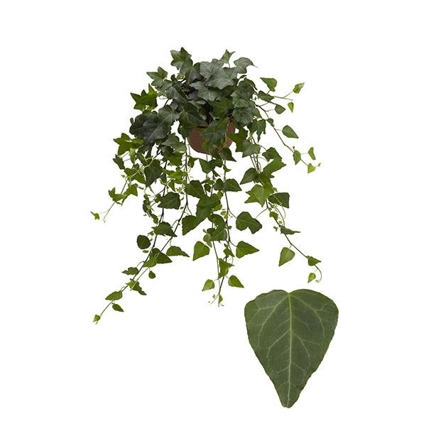 <h4>Hedera helix 'Wilco'</h4>