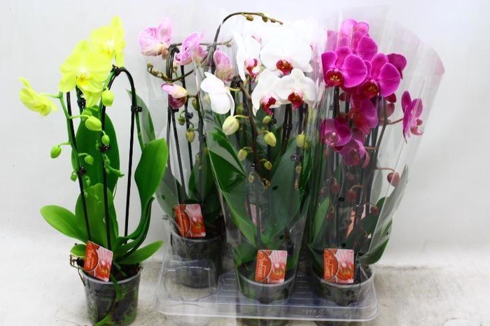 <h4>PHAL EL CASCADE</h4>