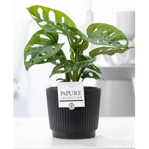 Monstera Adansonii in P&PURE Liv cer. matt black