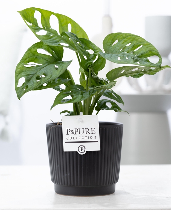 <h4>Monstera Adansonii in P&PURE Liv cer. matt black</h4>