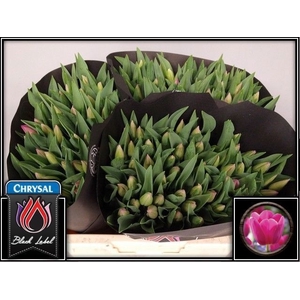 Tulipa si barcelona